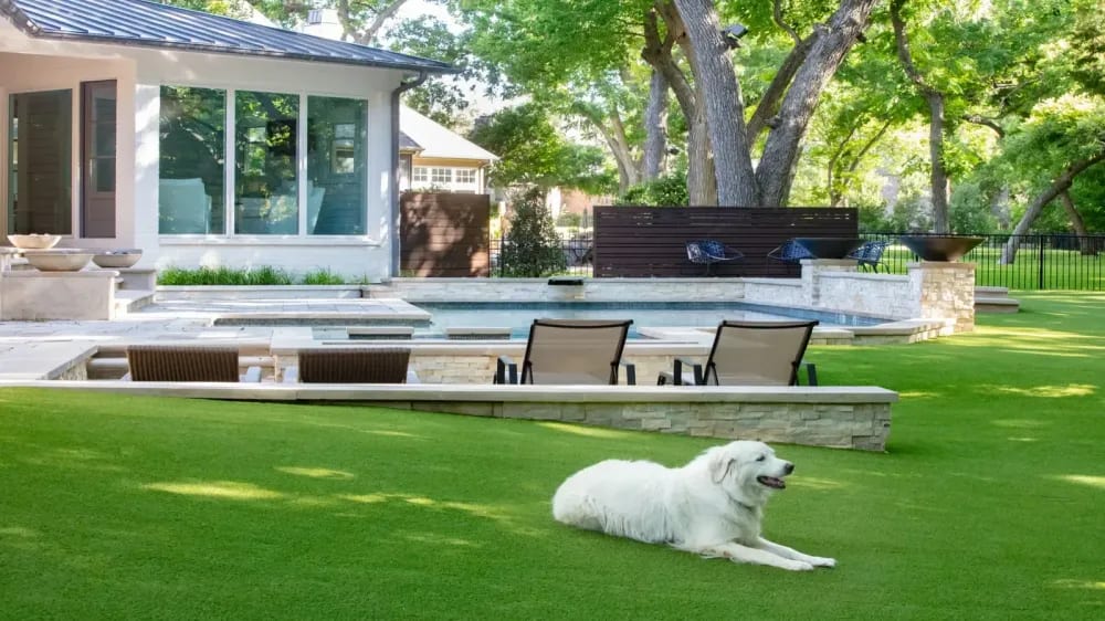 White dog resting on lush green lawn in front of an upscale backyard pool with stone deck and lounge chairs