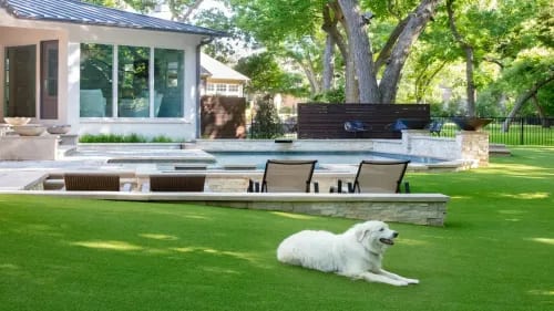 White dog resting on lush green lawn in front of an upscale backyard pool with stone deck and lounge chairs