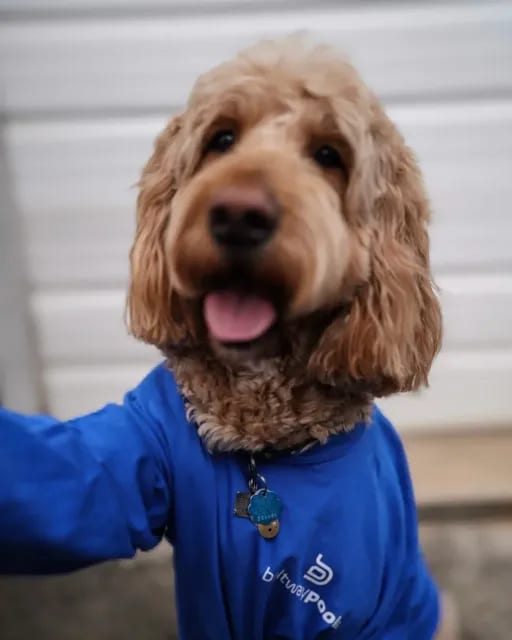 Bruno, the Beltway Pools shop dog, a curly-coated apricot doodle in a blue Beltway Pools T-shirt